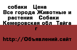 собаки › Цена ­ 2 500 - Все города Животные и растения » Собаки   . Кемеровская обл.,Тайга г.